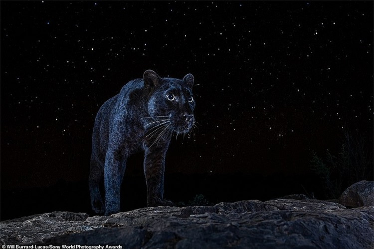 Một hình ảnh đầy mê hoặc được chụp bởi nhiếp ảnh gia người Anh Will Burrard-Lucas, người đã dành hơn một năm để chụp ảnh báo hoa mai ở Laikipia của Kenya.