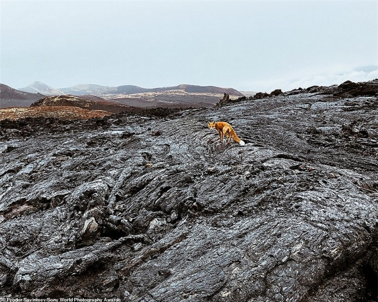 Nhiếp ảnh gia người Nga - Fyodor Savintsev lọt vào chung kết hạng mục phong cảnh với bức ảnh ấn tượng chụp phong cảnh núi lửa trên bán đảo Kamchatka ở miền đông nước Nga.