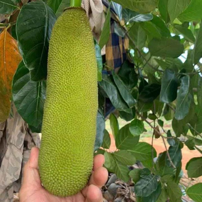 Ky la giong mit qua dai ca met nhu dot bien, 2 nguoi khieng-Hinh-2