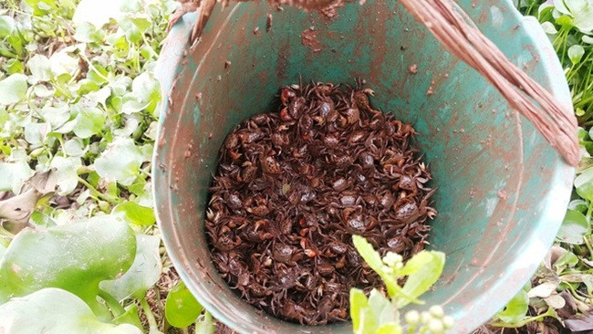 Trời càng nắng nóng, cáy sẽ bò ra nhiều. Còn nếu trời mưa, lạnh thì cáy sẽ không bò ra.