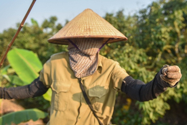 Nếu hôm nào có nhiều cáy, chỉ cần 3 tiếng có thể kiếm được 3kg, giá bán có lúc cao điểm lên đến hơn 100.000 đồng/kg.
