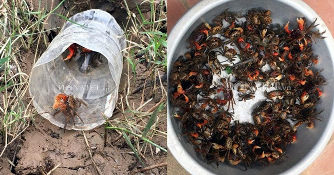 Cáy ngửi thấy mùi thính sẽ bò vào và không bò ra được.