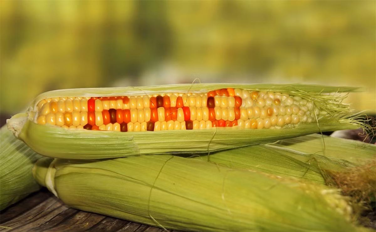 Các sản phẩm gây biến đổi gen: Các chất gây biến đổi gen, thường được gọi là GMO, là những thực phẩm được biến đổi và phát triển nhờ các chất hóa học. Những phát hiện của nghiên cứu cho thấy tiêu thụ các thực phẩm GMO như ngô, đậu nành, khoai tây… tăng nguy cơ mắc ung thư.