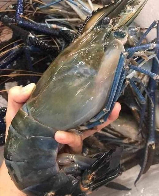 Tom cang xanh co dai re kho tin, khach mua ngan ngam lac dau-Hinh-2