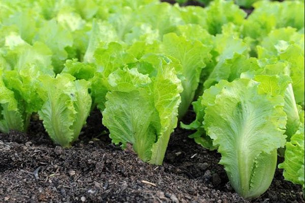 Mùa thu cứ trồng loại rau củ này, không cần chăm vẫn xanh mơn mởn - Hình 2 Mua thu cu trong loai rau cu nay, khong can cham van xanh mon mon-Hinh-2