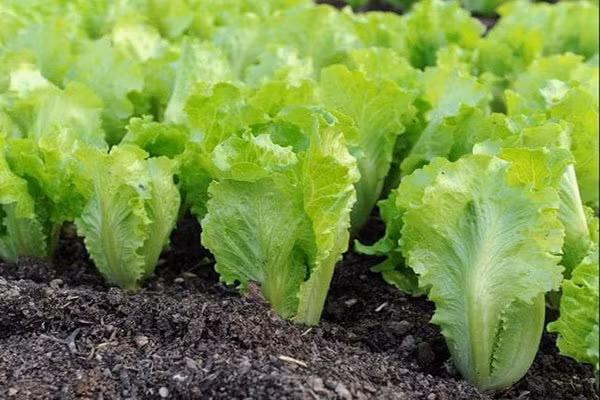 Mua thu cu trong loai rau cu nay, khong can cham van xanh mon mon-Hinh-2