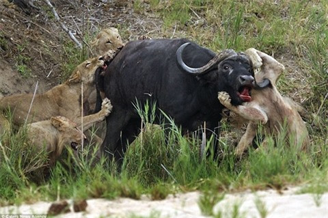 Trước khi bỏ mạng, trâu rừng khiến sư tử nhận đòn đau ảnh 1