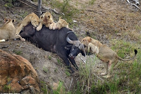 Trước khi bỏ mạng, trâu rừng khiến sư tử nhận đòn đau ảnh 4