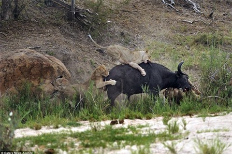 Trước khi bỏ mạng, trâu rừng khiến sư tử nhận đòn đau ảnh 3