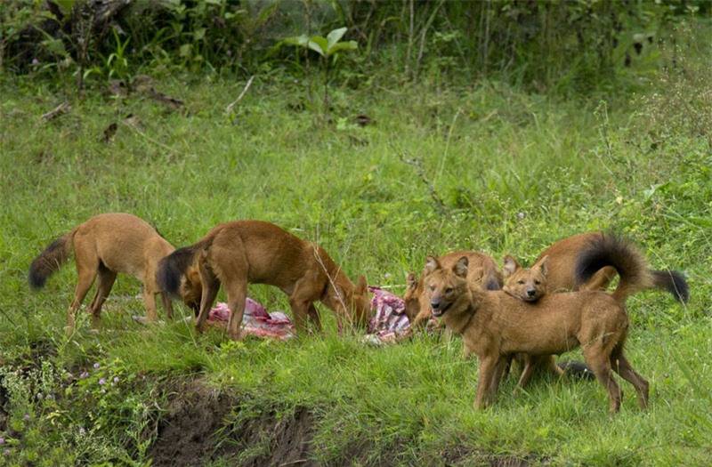 úc sau đó, đàn chó rừng lại kiếm được miếng ăn ngon.