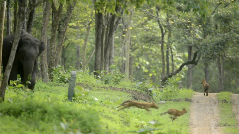 Đàn voi con có thể yên tâm chơi đùa bởi chúng luôn có sự bảo vệ và để mắt của voi trưởng thành.