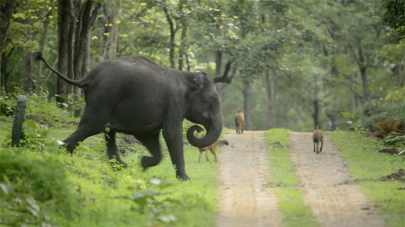 Tuy là động vật ăn cỏ, nhưng voi lại là loại động vật hiếm có con nào dám đụng tới.