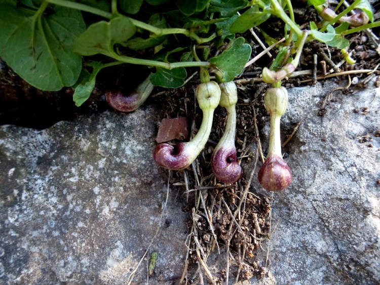 Loai hoa biet gia mui con trung chet de thu hut ruoi den thu phan