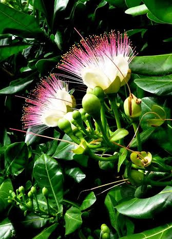 Những bông hoa Bàng vuông bừng nở sau cơn mưa đêm.