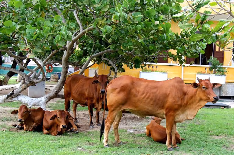 Đàn bò trên đảo ăn no rồi thảnh thơi ngơi nghỉ.