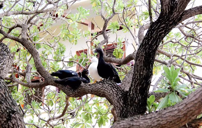 Trưa nắng, đàn ngan cũng leo lên cây phong ba để hóng gió mát.