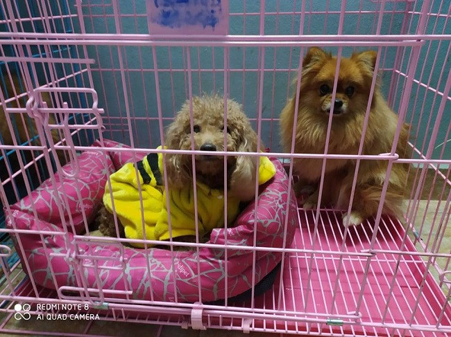 Nha giau chi tien trieu thue dich vu cham cho meo ngay Tet-Hinh-2