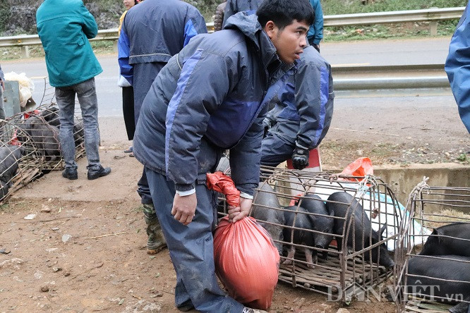 Sau khi thỏa thuận được giá, lợn cắp nách được lấy ra khỏi lồng cho vào bao tải, đem cân rồi bán cho khách hàng.