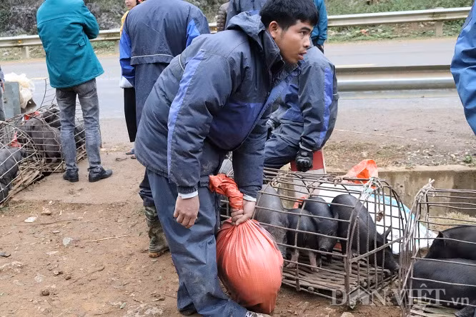 Sau khi thỏa thuận được giá, lợn cắp nách được lấy ra khỏi lồng cho vào bao tải, đem cân rồi bán cho khách hàng.