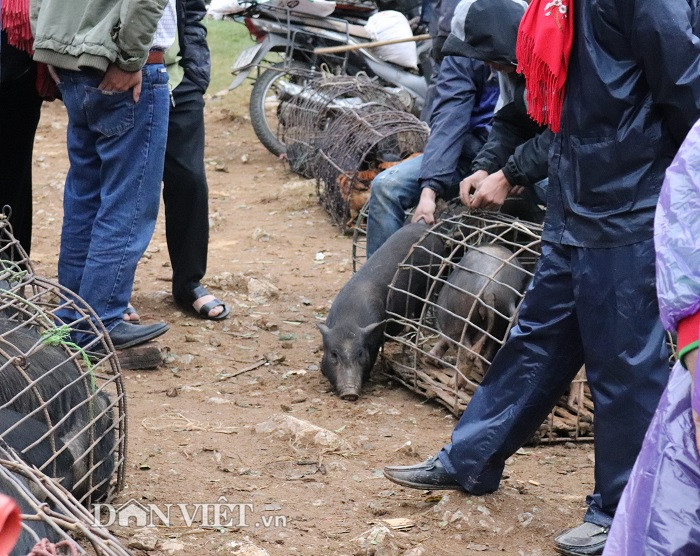 Lợn cắp nách được bà con người Thái, Mông thả rông chủ yếu ở trên đồi nên chúng rất khỏe, chạy nhanh như lợn rừng. Vì vậy mà cả thương lái và người dân nuôi đều phải dùng lồng sắt chắc chắn để nhốt loài vật "tinh nghịch" này.