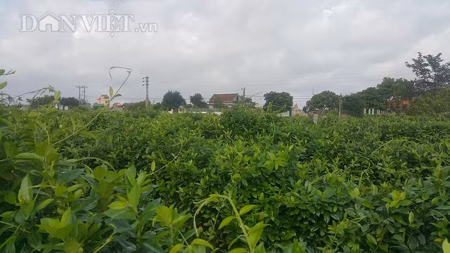 Nam Dinh: Trong cay day muoi tri tieu duong, 1 sao lai gan 20 trieu-Hinh-2