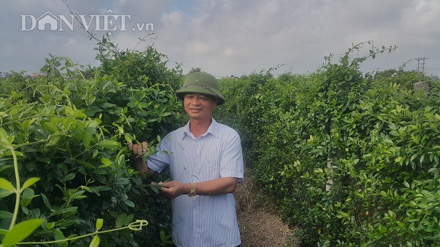 Nam Dinh: Trong cay day muoi tri tieu duong, 1 sao lai gan 20 trieu