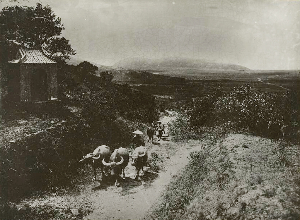 Nông dân lùa trâu qua Đèo Ngang, thập niên 1920.