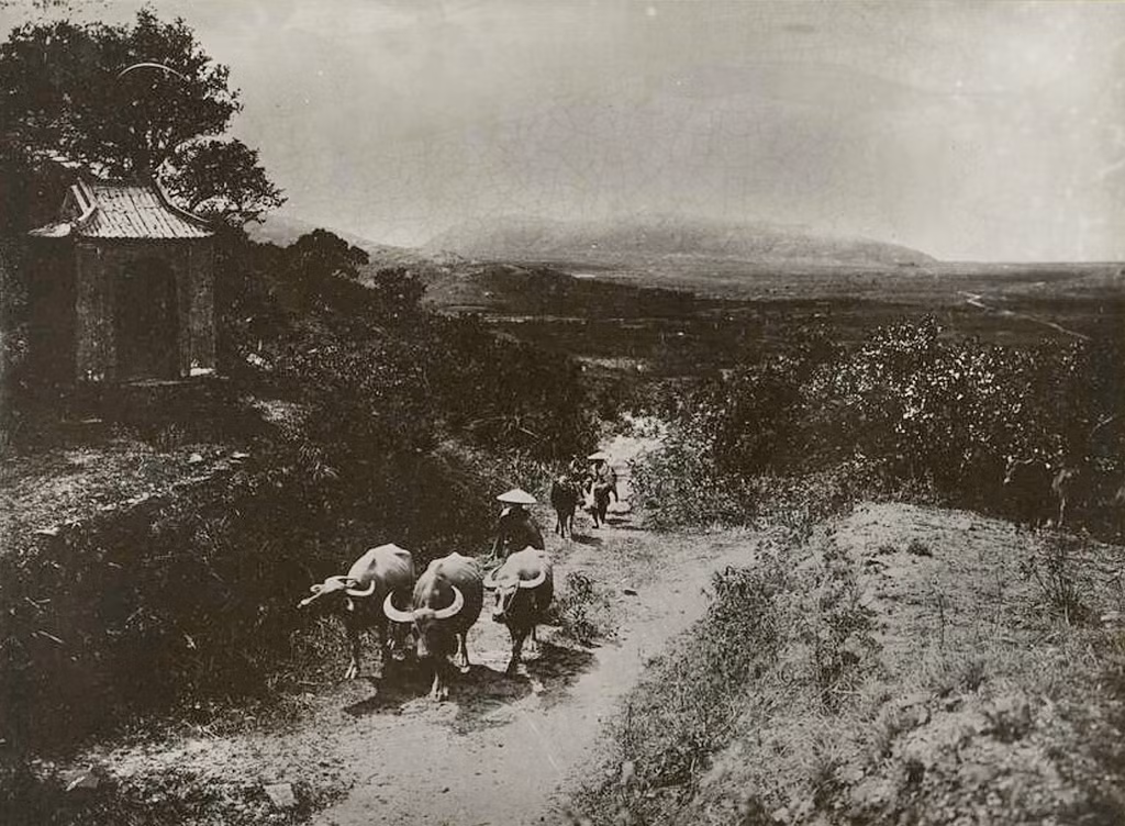 Nông dân lùa trâu qua Đèo Ngang, thập niên 1920.