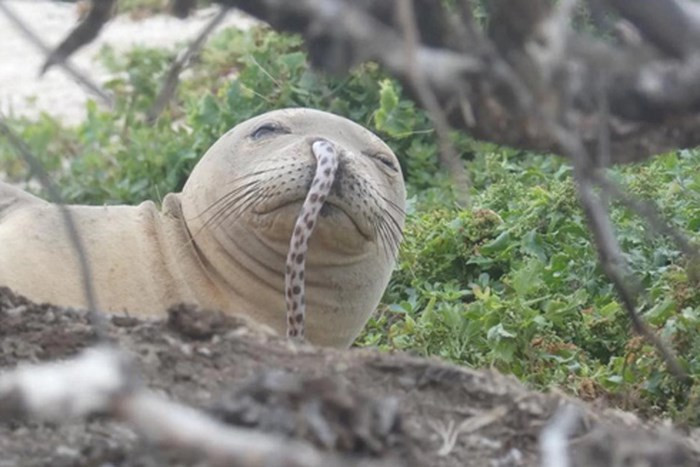 Kinh ngac loat phat hien la ky nhat the gioi nam 2018-Hinh-2