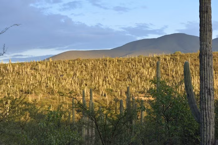  9. Thung lũng Tehuacán-Cuicatlán (Mexico). Thung lũng Tehuacán-Cuicatlán có sự đa dạng sinh học cao nhất Bắc Mỹ với số lượng lớn các cây xương rồng khổng lồ đang bị đe dọa tuyệt chủng. Ngoài ra nơi này còn có nhiều di tích khảo cổ học quan trọng.