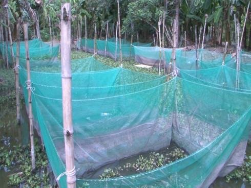 Thu nhap hang tram trieu nho nuoi ran ri ca trong veo