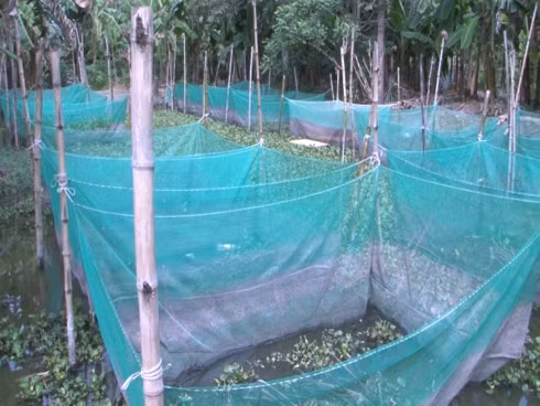 Thu nhap hang tram trieu nho nuoi ran ri ca trong veo