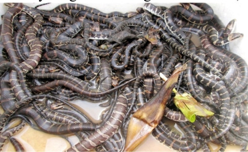 Thu nhap hang tram trieu nho nuoi ran ri ca trong veo-Hinh-2