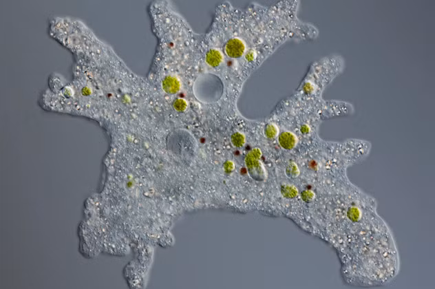 Đây cũng là nơi mà bạn có thể bắt gặp những con trùng biến hình độc khổng lồ với chiều dài cơ thể tới 10 cm.