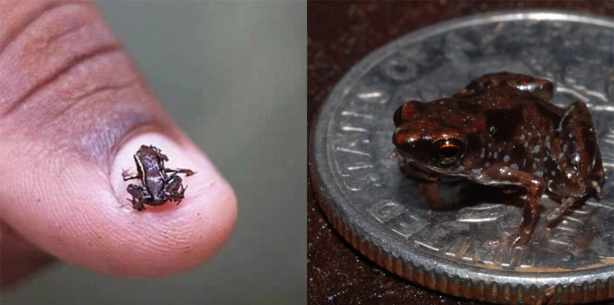 Động vật có xương sống nhỏ nhất thế giới ảnh 1