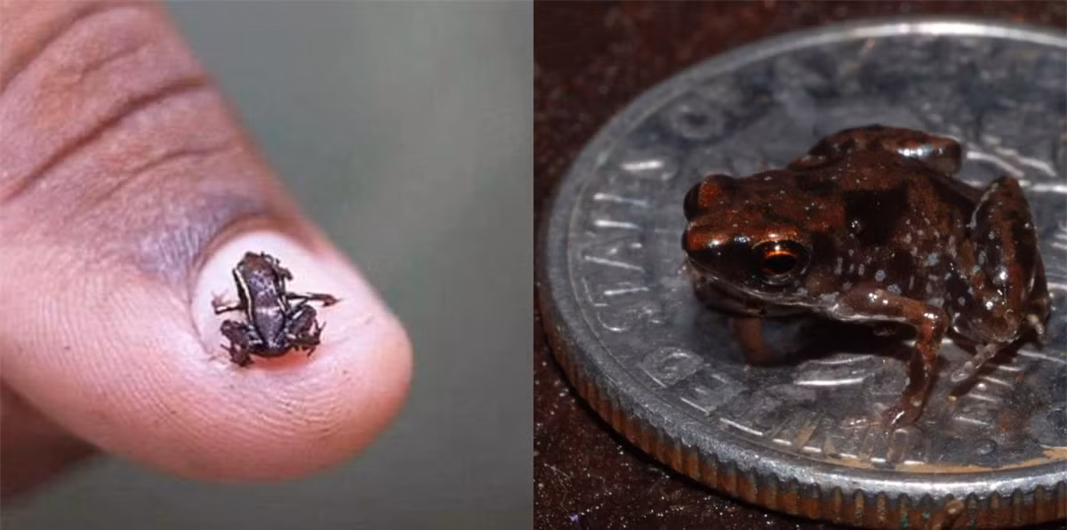 Động vật có xương sống nhỏ nhất thế giới ảnh 1