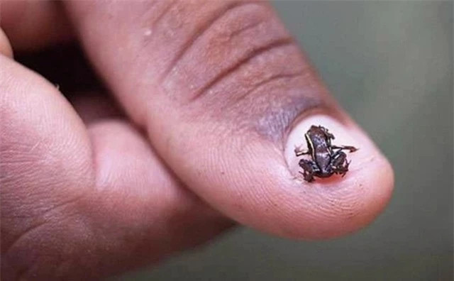 Động vật có xương sống nhỏ nhất thế giới ảnh 4