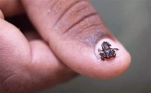 Động vật có xương sống nhỏ nhất thế giới ảnh 4