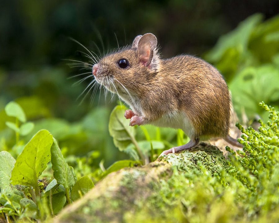 Từ 2/9, nhờ được Thần Tài chiếu mệnh, người tuổi Tý sẽ thu hút tài lộc, vượng khí và gặp nhiều may mắn. Khi gặp khó khăn, con giáp này không cần lo lắng quá nhiều vì họ sẽ nhận được sự giúp đỡ nhiệt tình từ người xung quanh. 