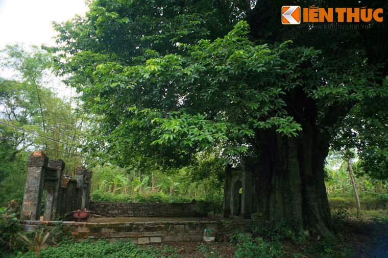 Nhờ cây thị mà suốt những năm tháng chiến tranh, rất nhiều quân dân Phước Tích đã được bảo vệ khỏi họng súng của quân thù.