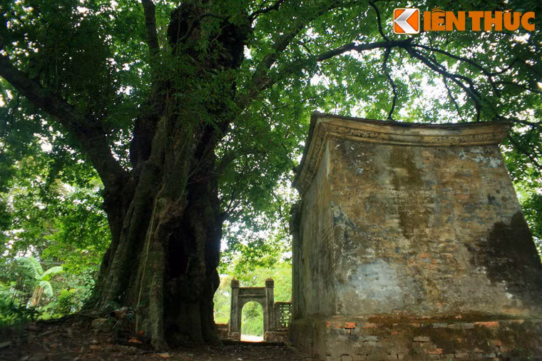 Nhìn phía bên ngoài, cây rất xanh tốt với tán lá phủ một diện tích rộng, phần thân có đường kính lớn và đầy vẻ gân guốc.