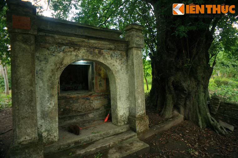 Tên gọi của miếu bắt nguồn từ việc bên cạnh miếu có một cây thị cổ thụ, tương truyền đã một nghìn năm tuổi. Không chỉ to lớn và có tuổi đời cao, đây còn là một cây đại thụ có 1-0-2 ở Việt Nam.