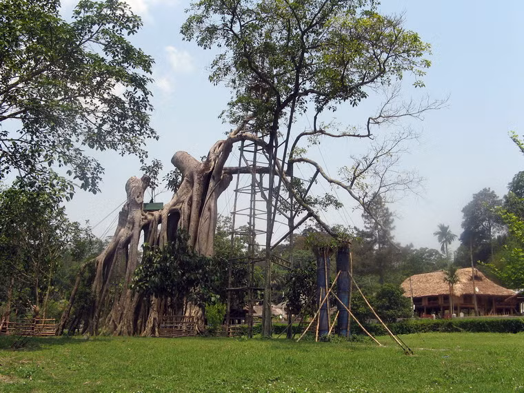 Đây là nơi Ðảng Cộng sản Việt Nam tiến hành hội nghị toàn quốc ngày 13/8/1945 để quyết định tổng khởi nghĩa, giành chính quyền trên cả nước. Ảnh: Cây đa Tân Trào, nơi vào ngày 16/8/1945 Việt Nam Giải phóng quân đã làm lễ xuất quân giải phóng Hà Nội.