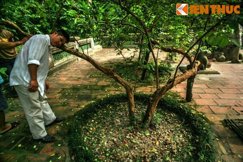 Được biết, vào năm 2008, Bộ Khoa học và Công Nghệ đã có đề án nghiên cứu cấp quốc gia về dòng gen của cây ổi ở Lam Kinh, nhưng đến nay vẫn chưa có kết quả.