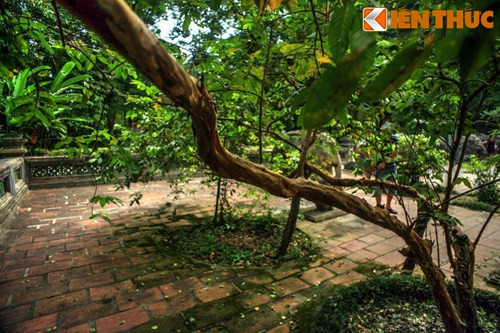 Tuy vậy, cũng có ý kiến phủ nhận yếu tố huyền bí, cho rằng chuyện "ổi cười" thuần túy là hiện tượng vật lý. Cụ thể, ổi vốn là loài cây có gỗ rất dẻo, sức đàn hồi lớn. Do cây ổi ở Lam Kinh có hình dáng đặc biệt, dài, mảnh dẻ và mọc ngang mặt đất nên yếu tố này càng được nhân lên...