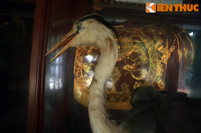 Không chỉ đẹp về kiến trúc, cảnh quan, nét văn hóa lễ hội, đền Cuông còn nổi tiếng với những chuyện kỳ bí người dân trong vùng trực tiếp chứng kiến. Đó là việc chim hạc bay về đền đúng ngày khai mạc Lễ hội đền Cuông năm 1995, rồi cá voi chết dạt vào bờ biển cửa Hiền dịp lễ hội đền Cuông năm 1996.