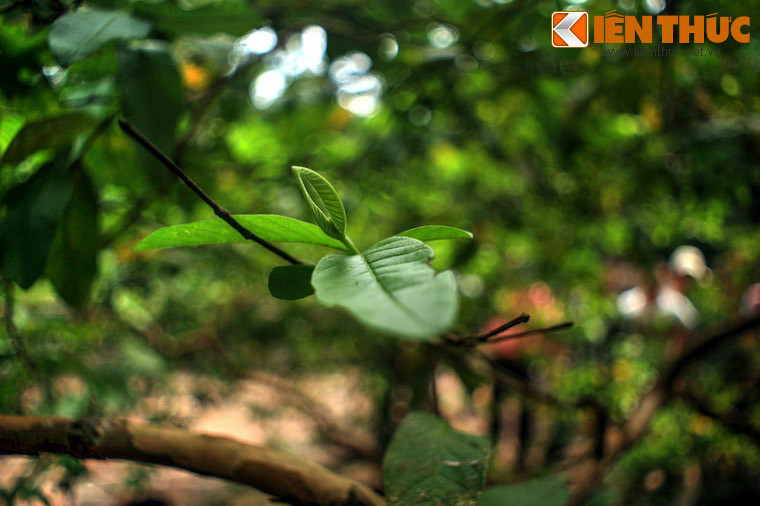 Tuy vậy, cũng có ý kiến phủ nhận yếu tố huyền bí, cho rằng chuyện "ổi cười" thuần túy là hiện tượng vật lý. Cụ thể, ổi vốn là loài cây có gỗ rất dẻo, sức đàn hồi lớn. Do cây ổi ở Lam Kinh có hình dáng đặc biệt, dài, mảnh dẻ và mọc ngang mặt đất nên yếu tố này càng được nhân lên...