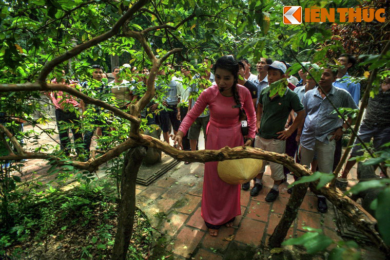 Cây có hai thân chĩa về 2 hướng, dù đã hơn 80 tuổi nhưng rất mảnh dẻ và có dáng uốn lượn như rồng chầu. Theo nhân viên khu di tích Lam Kinh, cây ổi được phát hiện "biết cười" lần đầu tiên vào năm 2001. Để làm cho cây cười, chỉ cần lấy đầu ngón tay, miết rất nhẹ và liên tục vào thân cây. Khi đó, những chiếc lá đầu cành sẽ rung nhè nhẹ như thể đang cười.
