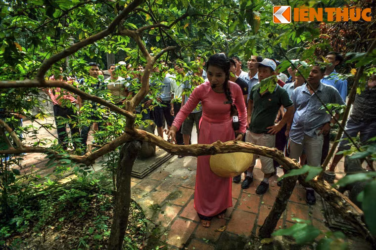 Cây có hai thân chĩa về 2 hướng, dù đã hơn 80 tuổi nhưng rất mảnh dẻ và có dáng uốn lượn như rồng chầu. Theo nhân viên khu di tích Lam Kinh, cây ổi được phát hiện "biết cười" lần đầu tiên vào năm 2001. Để làm cho cây cười, chỉ cần lấy đầu ngón tay, miết rất nhẹ và liên tục vào thân cây. Khi đó, những chiếc lá đầu cành sẽ rung nhè nhẹ như thể đang cười.