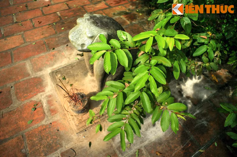 Đã có nhiều ý kiến khác nhau lý giải hiện tượng này. Theo một số người dân địa phương, có lẽ do sống lâu năm ở nơi linh thiêng nên cây đã "thành tinh", có linh hồn như con người. Có người thì cho rằng vùng đất đặt lăng mộ vua Lê Thái Tổ là nơi hội tụ linh khí của đất trời nên cây ổi mới có hiện tượng như vậy.